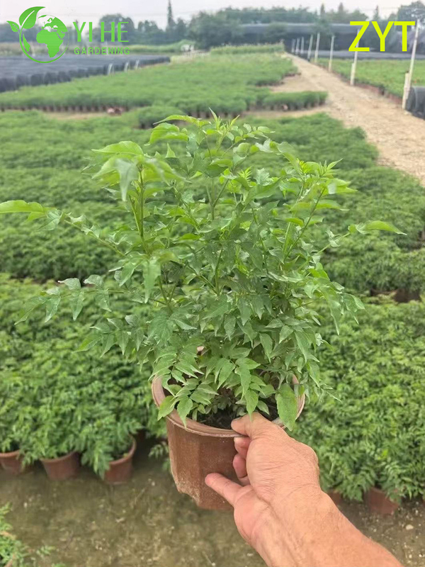 Purple Trumpet Vine Podranea Ricasoliana Climbing Flower Plant