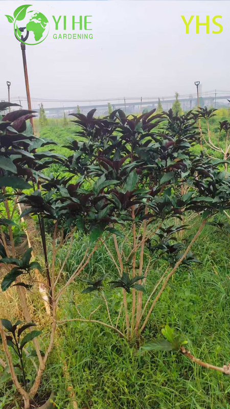 Fireworks Tree Ornamental Flower Tropical Garden Plant Clerodendrum Quadriloculare