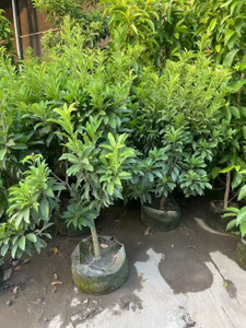 Sapodilla trees, Manilkara zapota (Linn.) 
