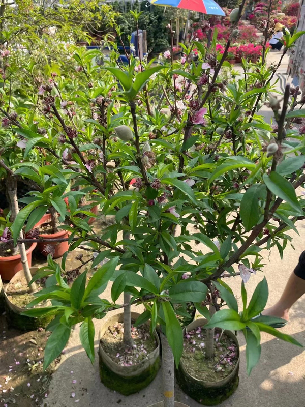 Honey peach trees, Amygdalus persica 'Honey Peach'