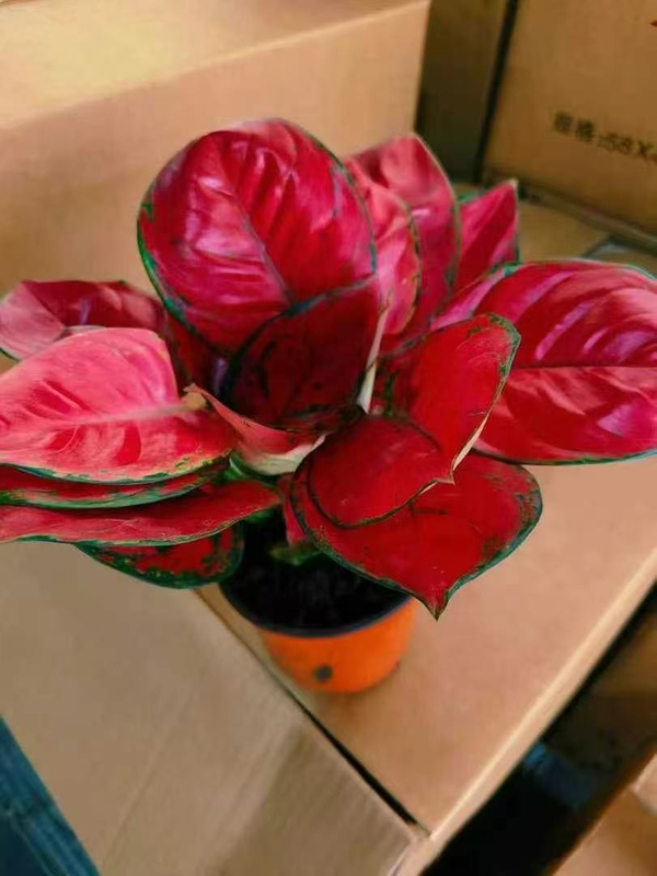 Red Beauty Aglaonema