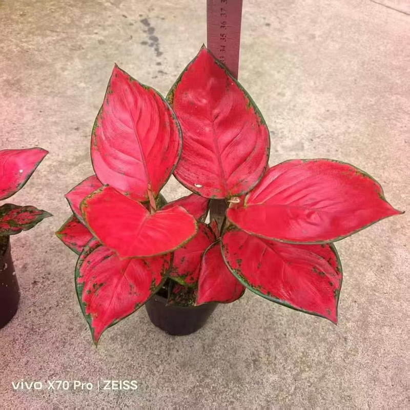 Red Fortune Aglaonema