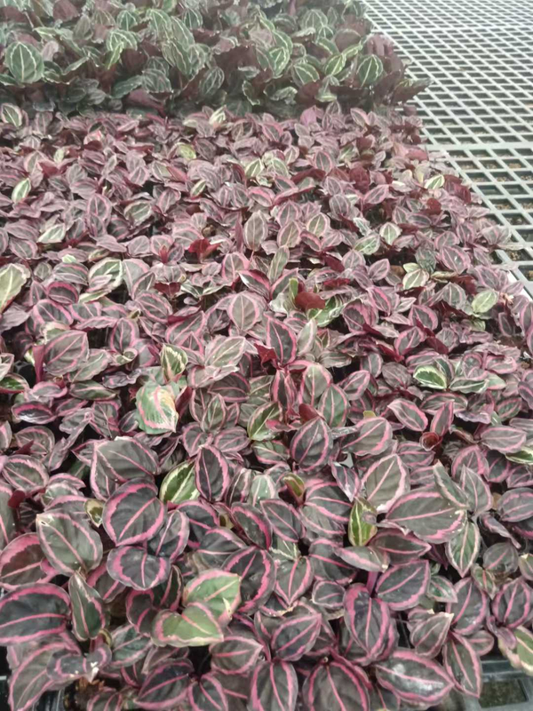 Calathea Seedlings