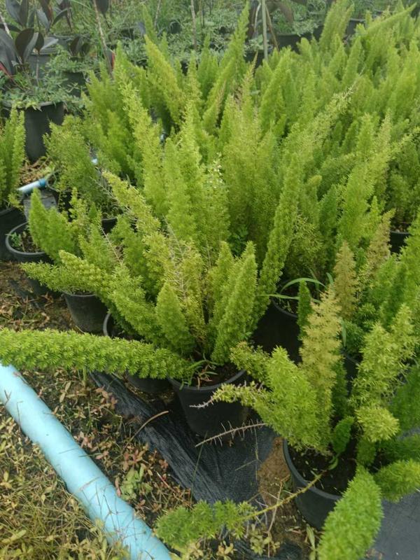 Asparagus Densiflorus 'Myers'