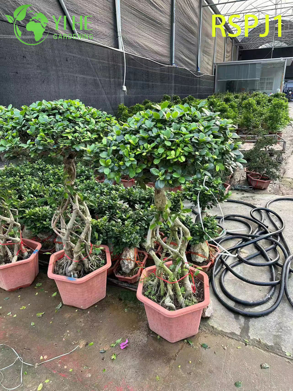 Tronc tissé épais grand ficus artistique, bonsaï de plante d'intérieur vivant