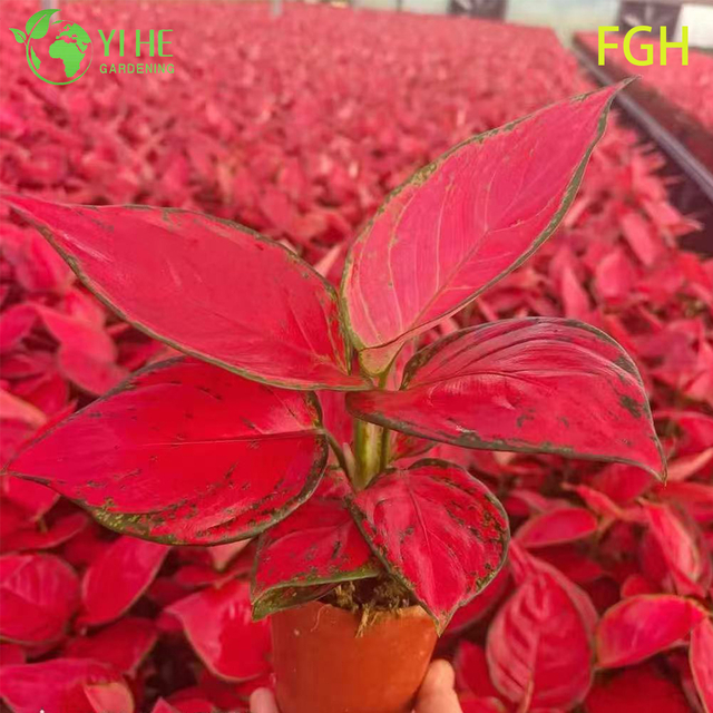 Aglaonema Sunshine Red Chinese Evergreen Live Plant for Indoors Seedlings