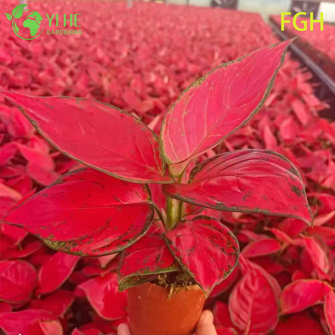 Aglaonema Sunshine Red Chinese Evergreen Live Plant for Indoors Seedlings