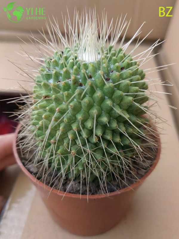 Wholesale Pink Flower Crown Cactus Live Plant Mammillaria Spinosissima Bonsai