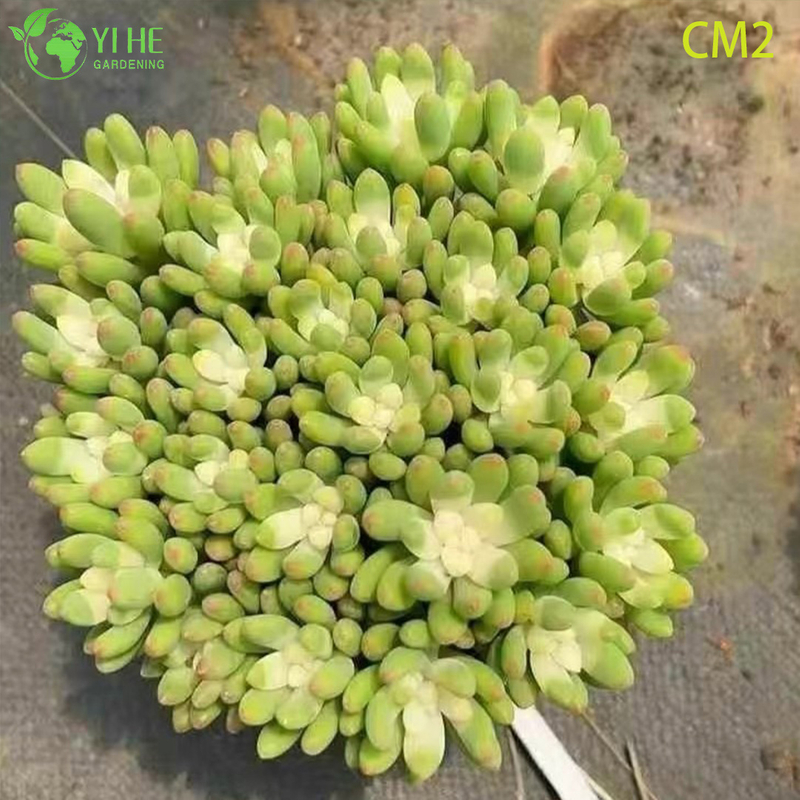 Wholesale Pink Berry Jelly Bean Succulent Live Plant Cluster Bonsai