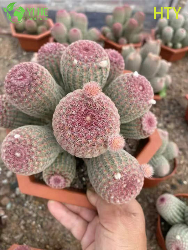 Wholesale Ruby Rainbow Hedgehog Cactus Live Collector's Plant Bonsai