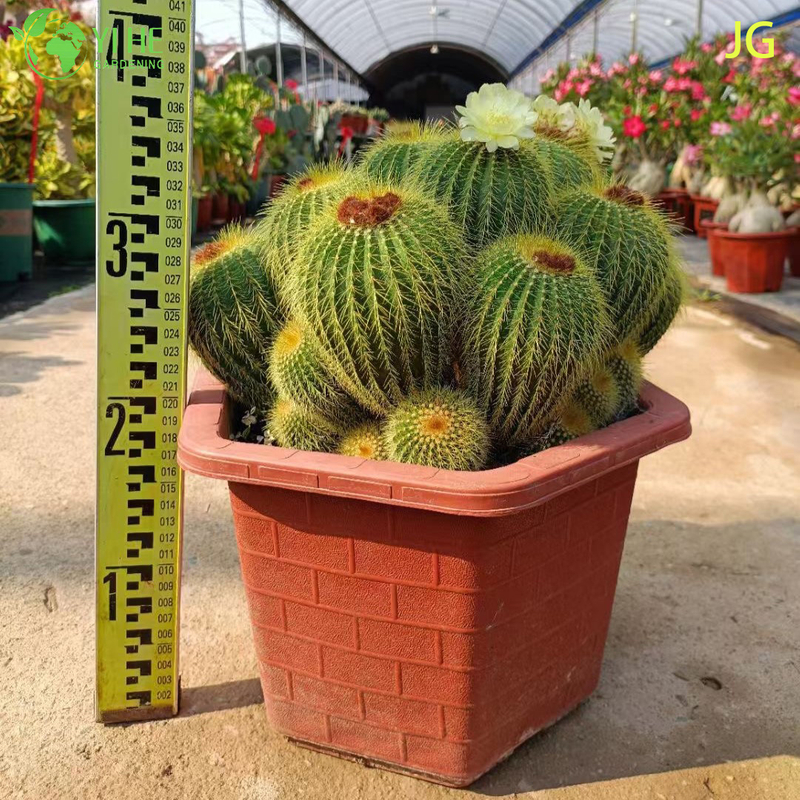 Wholesale Live Blooming Cactus with Large White Yellow Flowers Bonsai