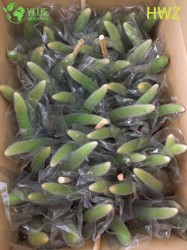 Live Monkey's Tail Cactus Wholesale Trailing Fuzzy Hildewintera Plant Bonsai