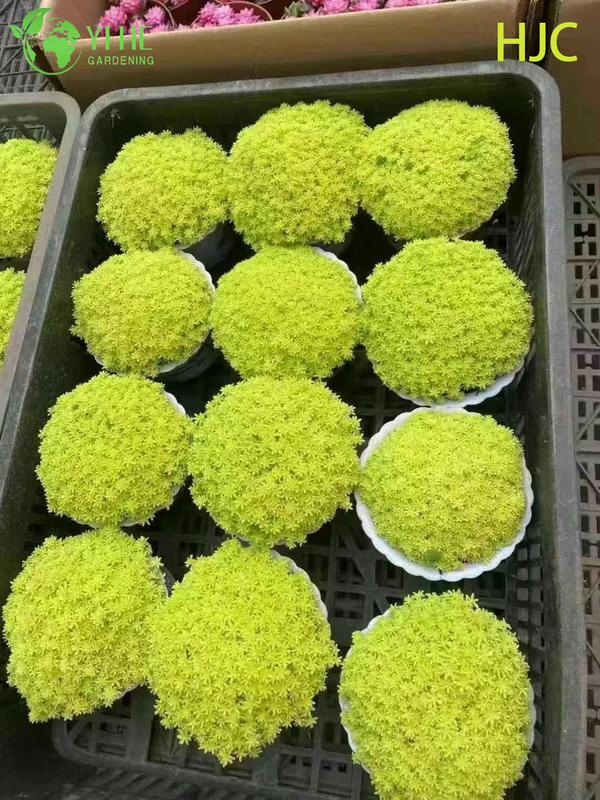 Wholesale Golden Japanese Stonecrop Live Plant Sedum Groundcover Bonsai