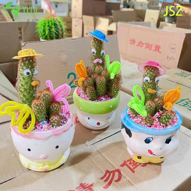 Wholesale Live Ladyfinger Cactus Mammillaria Elongata for Indoor Garden Bonsai