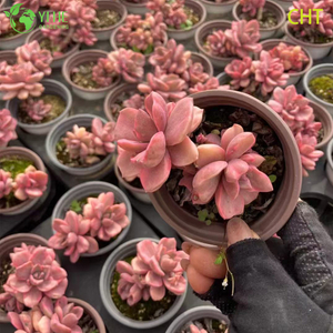 Wholesale Rainbow Candy Succulent Cluster Live Plant for Garden Bonsai
