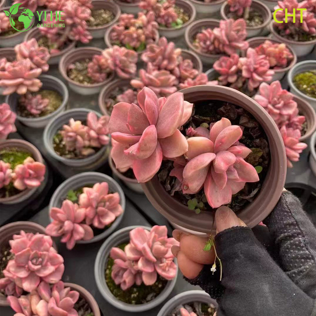 Comercio al por mayor Rainbow Candy Racimo Suculento Planta Viva para Bonsai de Jardín