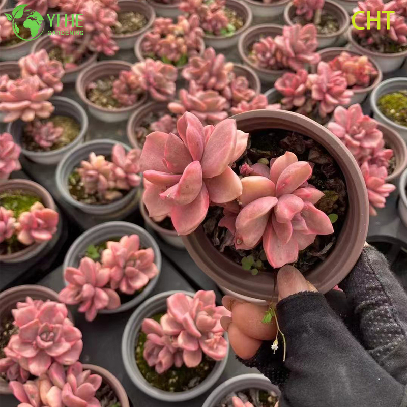 Wholesale Rainbow Candy Succulent Cluster Live Plant for Garden Bonsai