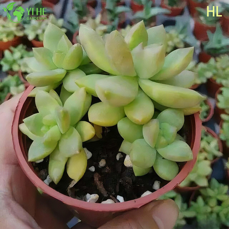 Wholesale Golden Glow Sedum Adolphii Live Succulent Plant Cluster Bonsai