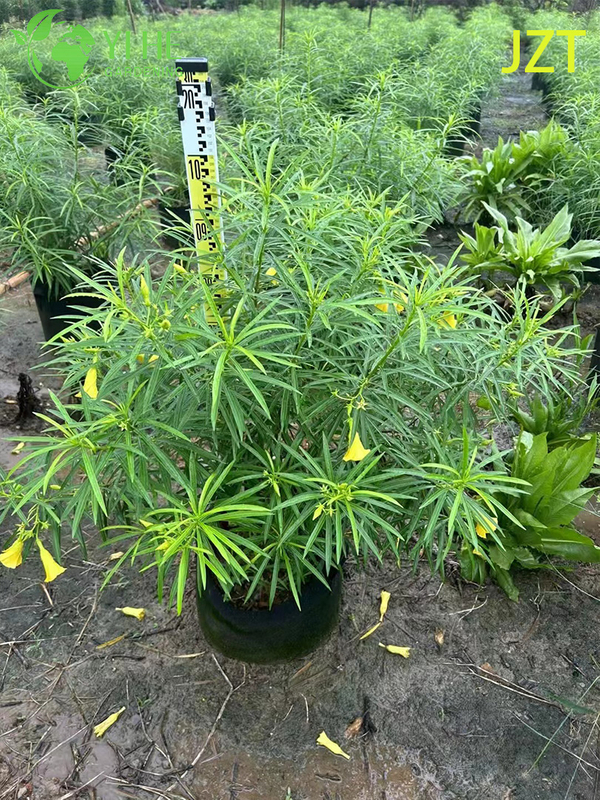 Wholesale Pink Oleander Tree Standard for Outdoor Landscaping Bonsai
