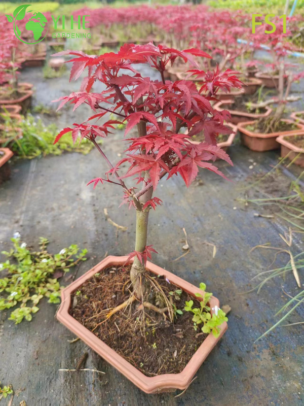 Wholesale Live Red Maple Tree for Landscape Garden Specimen Bonsai