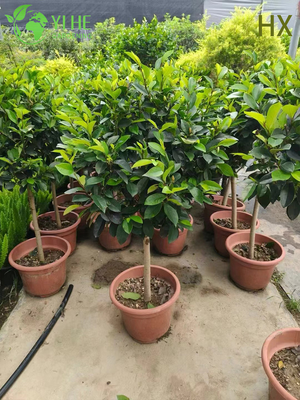 Wholesale Live Michelia Figo Banana Shrub for Fragrant Garden Hedging Bonsai
