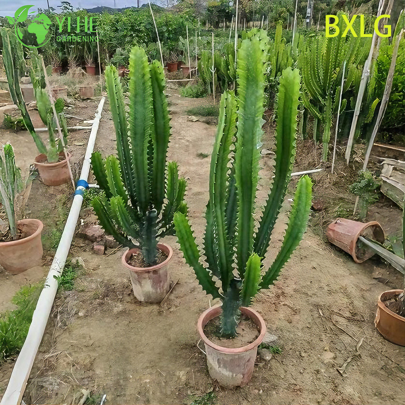 Live Tall Upright African Milk Tree An Architectural Euphorbia Plant Bonsai