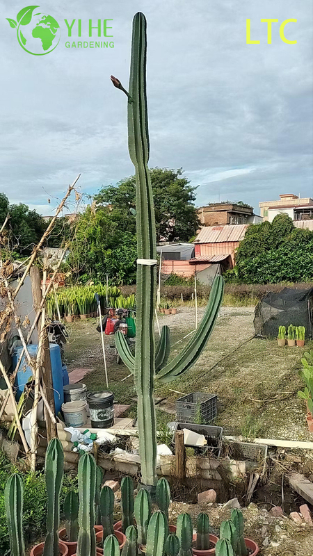 Live Dragon Fruit Cactus Plant A Fruit-Bearing Hylocereus Undatus