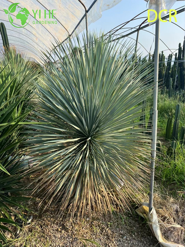 Live Beaked Yucca A Cold Hardy Drought-Tolerant Outdoor Plant Bonsai