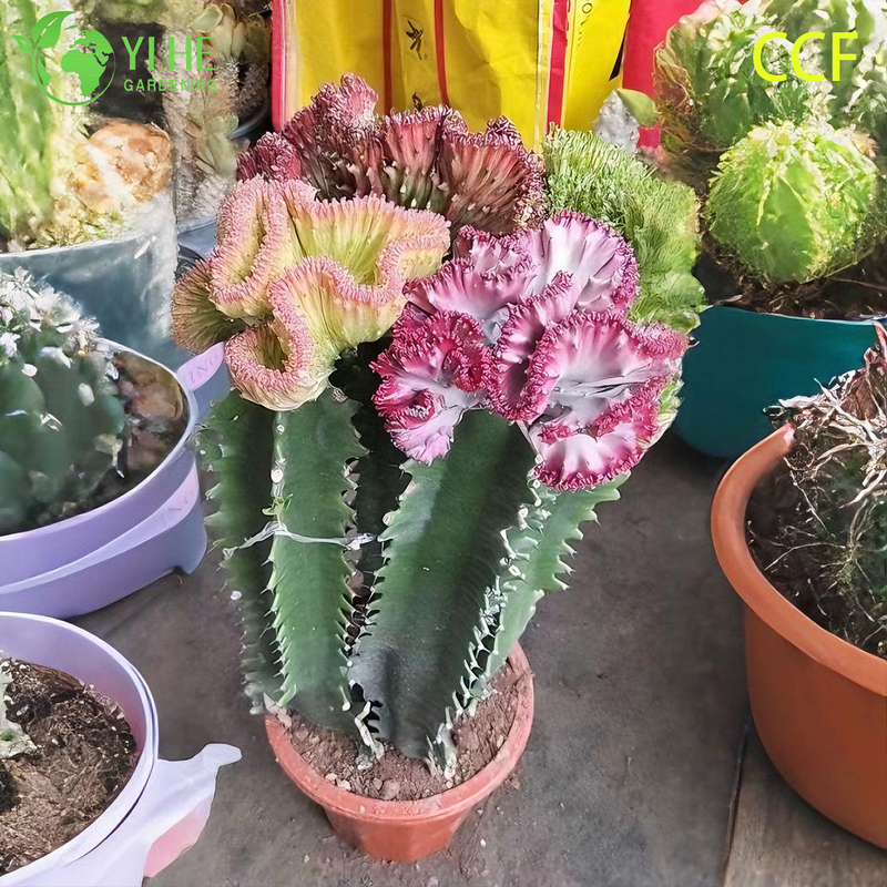 Live Coral Cactus a Grafted Wavy Crested Euphorbia Lactea Bonsai
