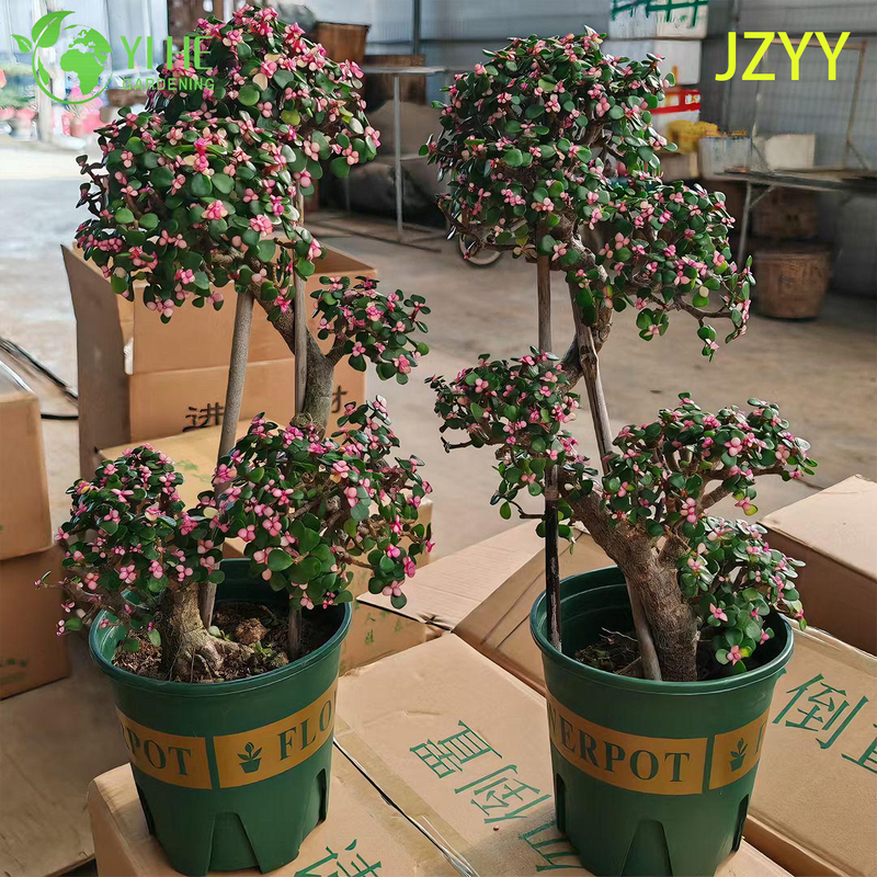 Live Rainbow Elephant Bush A Pink Tricolor Variegated Succulent Bonsai