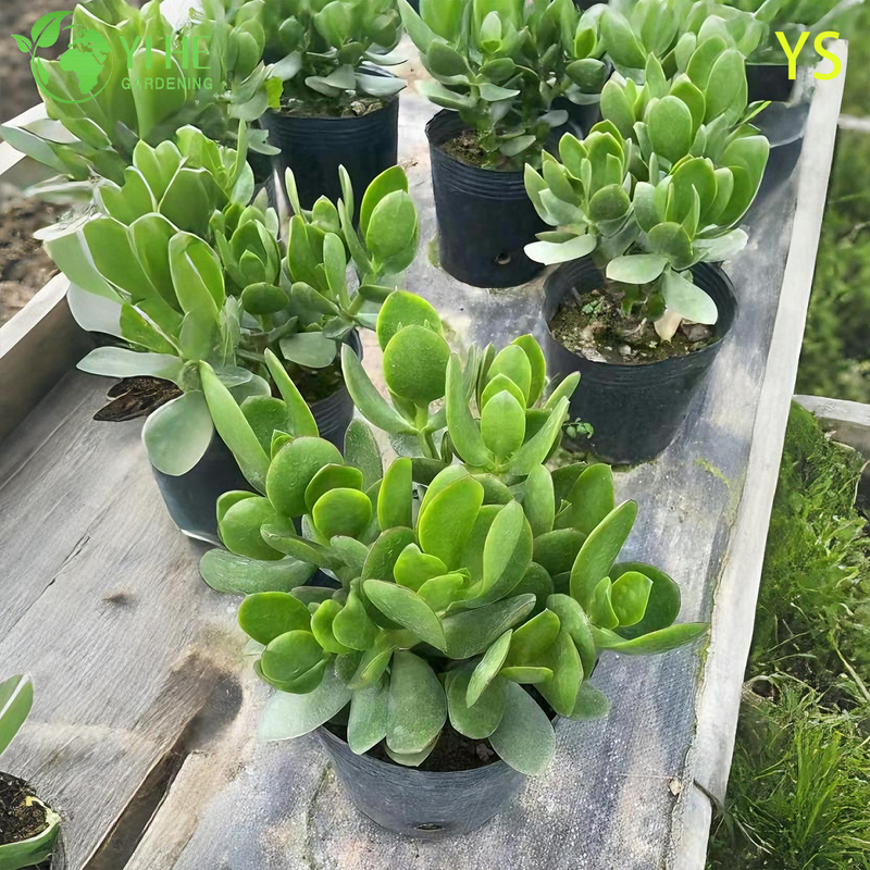 Live Jade Plant A Fleshy-Leaf Crassula Ovata Good Luck Succulent