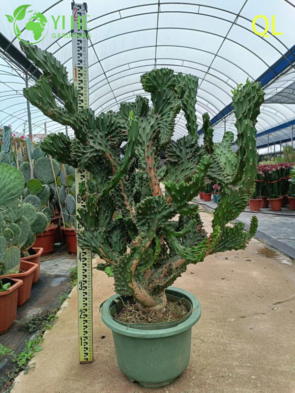Live Crested Euphorbia Neriifolia A Wavy Monstrose Sculptural Succulent
