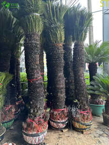 Single-stemmed Sago Palm Cycas