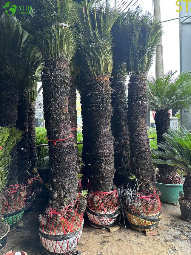 Single-stemmed Sago Palm Cycas
