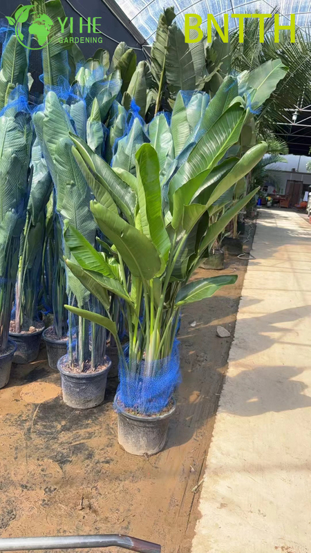 Wholesale Giant White Bird of Paradise for Indoor Outdoor Landscaping Bonsai