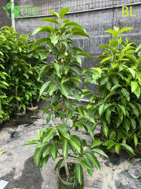 Live Fragrant White Champaca Magnolia Tree for Garden Landscaping Bonsai