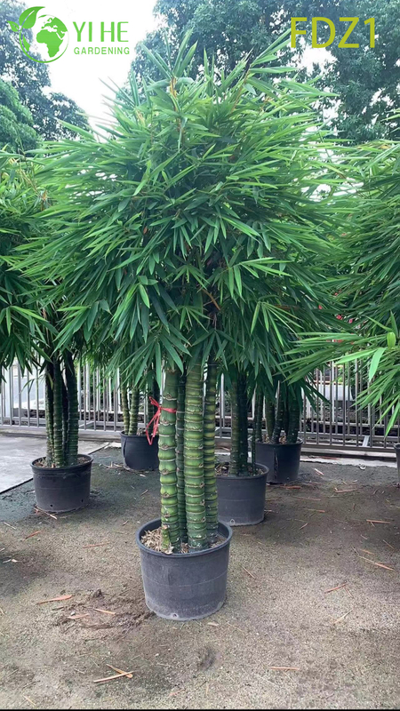 Wholesale Live Golden Buddha Belly Clumping Bamboo for Landscape Design Bonsai