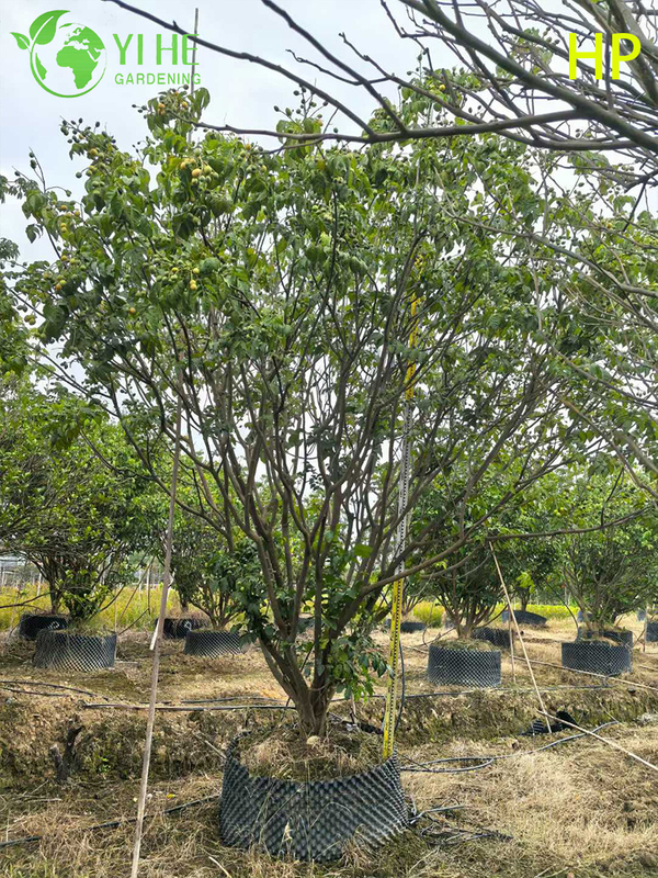 Drought-Resistant Pongamia Pinnata Tree for Landscaping and Biofuel Bonsai