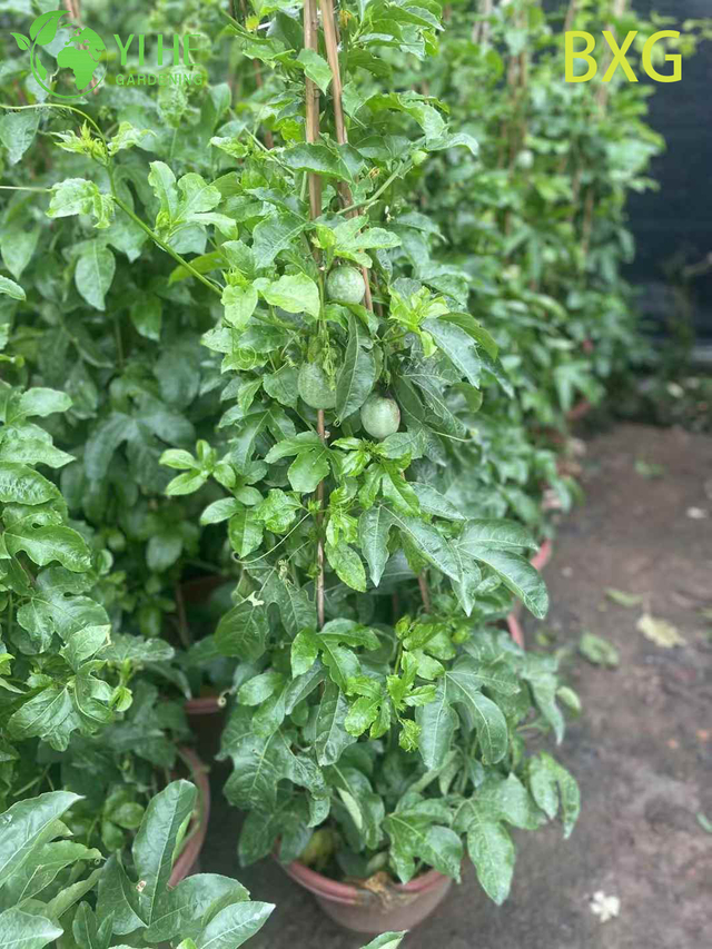 Wholesale Live Fruiting Passion Fruit Plant Passiflora Vine for Export Bonsai