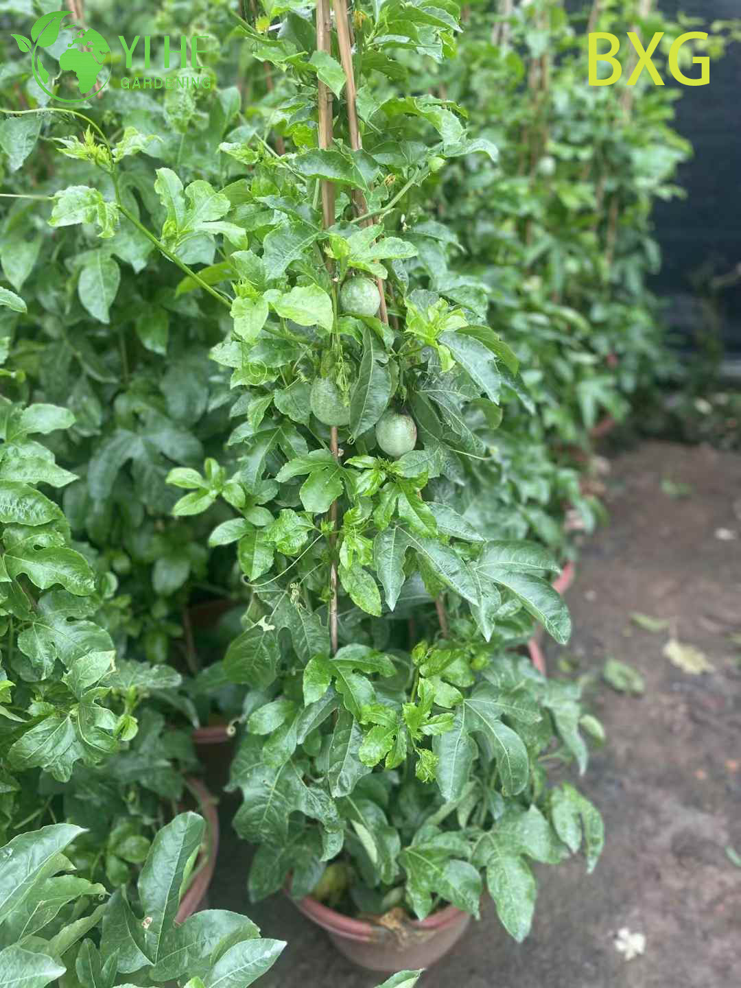 Wholesale Live Fruiting Passion Fruit Plant Passiflora Vine for Export Bonsai