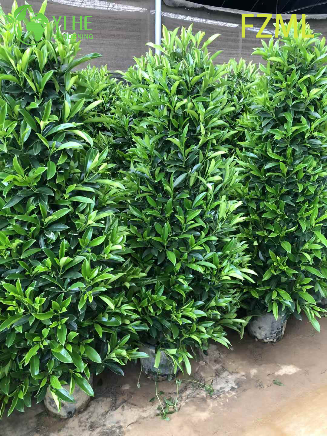 Wholesale Live Radermachera Sinica China Doll Plant for Indoor Landscaping Bonsai