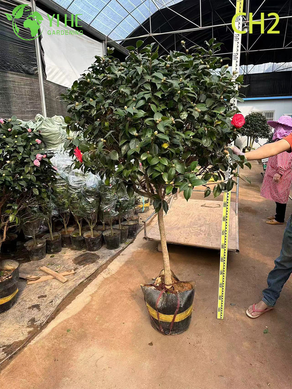 Wholesale Pink Bicolour Camellia Japonica Flowering Shrub Bonsai