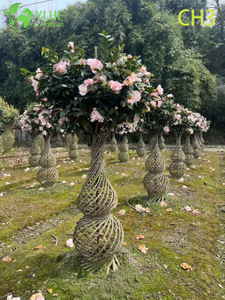 Wholesale Sculpted Woven Trunk Camellia Topiary Tree Bonsai