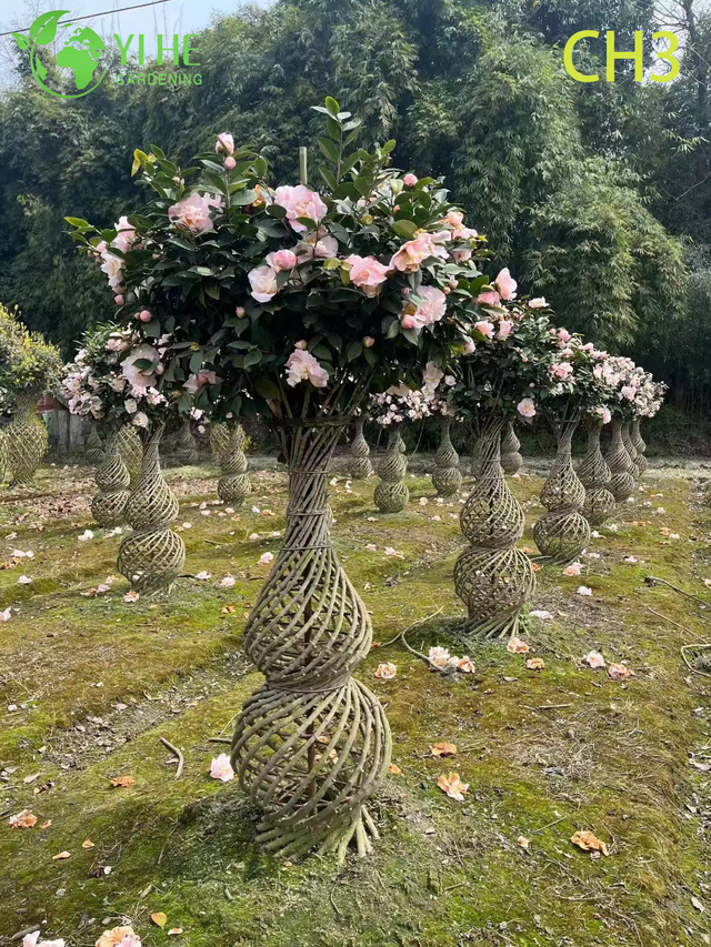 Wholesale Sculpted Woven Trunk Camellia Topiary Tree Bonsai