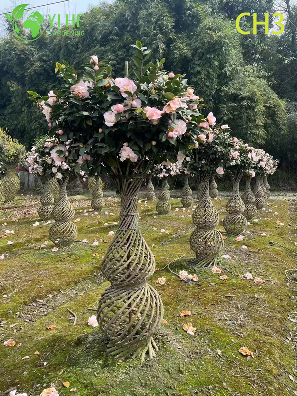 Wholesale Sculpted Woven Trunk Camellia Topiary Tree Bonsai