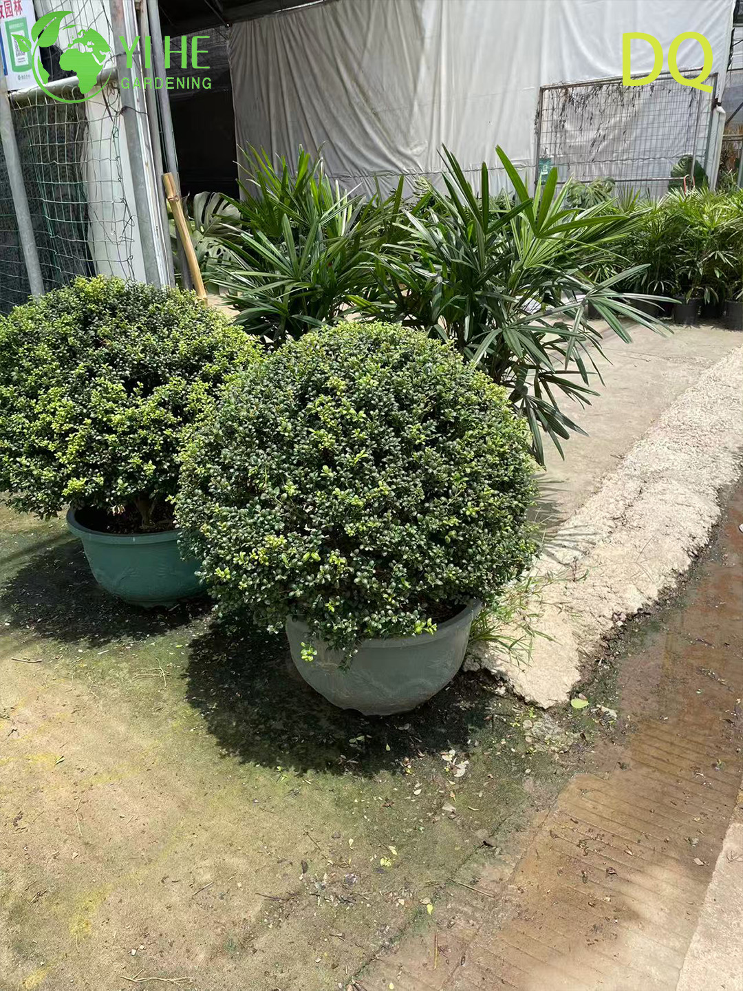 Wholesale Live Ilex Crenata Holly Globe Topiary for Garden Landscaping Bonsai