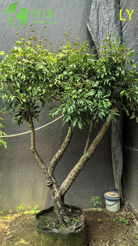 Live Dimocarpus Longan Dragon's Eye Tree with Sweet Fruit Bonsai
