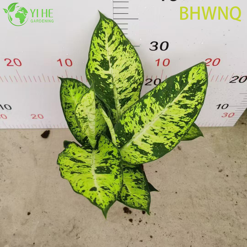 Wholesale Dieffenbachia Tropic Marianne Live Starter Plant Plug Seedlings
