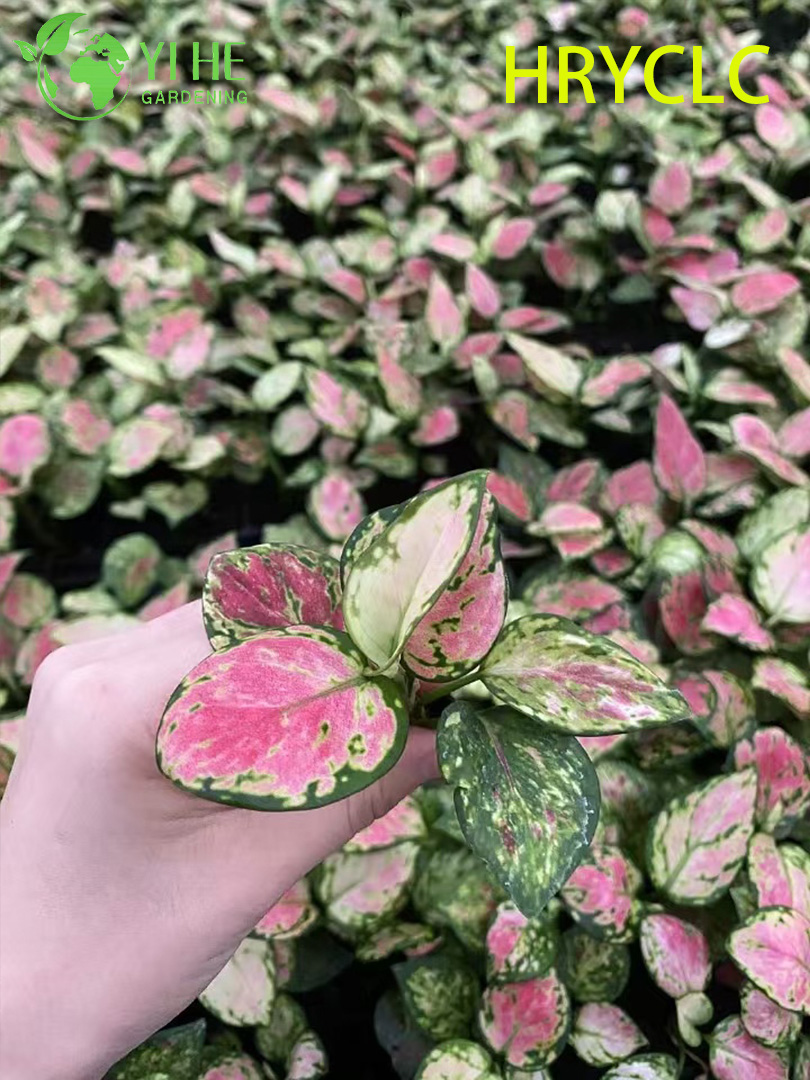 Wholesale Aglaonema Red Valentine Live Chinese Evergreen Starter Plug Seedlings