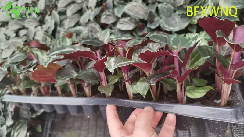 Wholesale Calathea Medallion Live Prayer Plant Starter Plug Seedlings